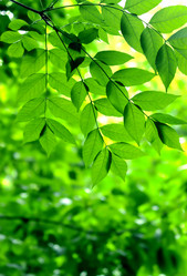 Similar image 234219