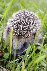 Similar image 234398