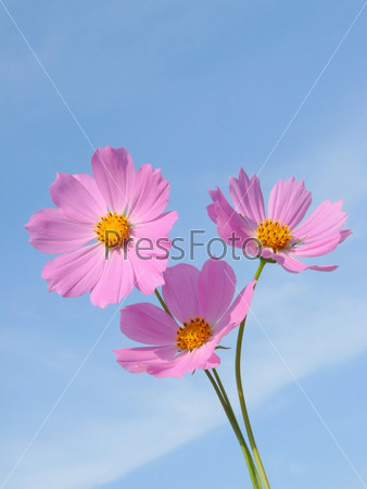 Фотография на тему Розовые цветы на фоне неба | PressFoto