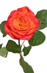 Similar image 234560