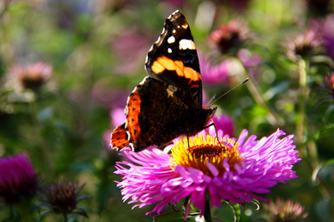 Similar image 234588