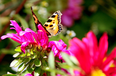 Similar image 234590