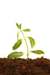 Similar image 234715