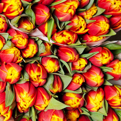 Similar image 234784