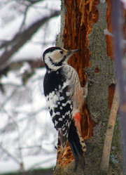 Similar image 235055