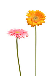 Similar image 235085