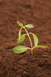 Similar image 235110