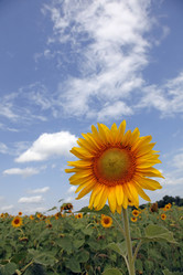 Similar image 235138