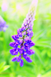 Similar image 235239