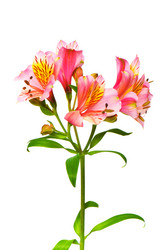 Similar image 235301