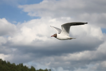 Similar image 235339