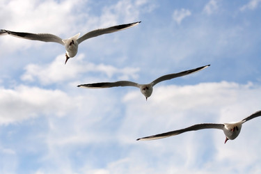 Similar image 235347