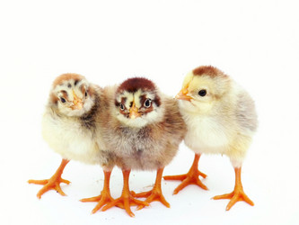 Similar image 235432