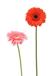 Similar image 235461