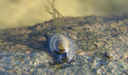 Similar image 235854