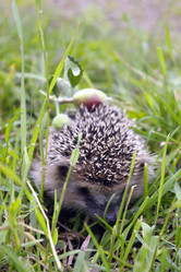 Similar image 236061