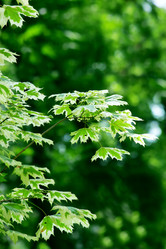 Similar image 236181