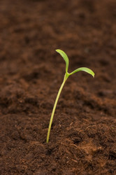 Similar image 236373