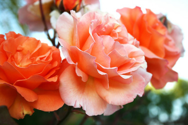 Similar image 236495