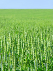 Similar image 236528