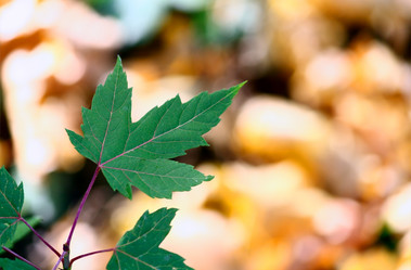 Similar image 236631