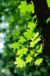 Similar image 236642