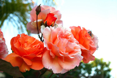 Similar image 236652