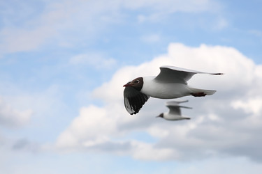 Similar image 236747