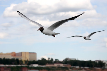 Similar image 236754