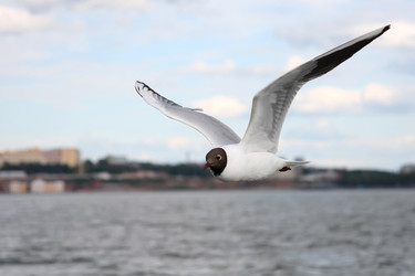 Similar image 236758