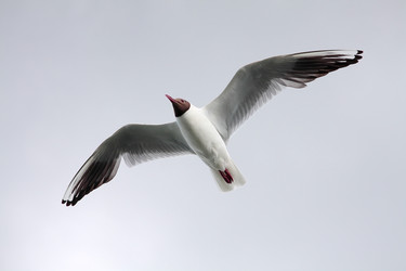 Similar image 236763