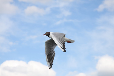 Similar image 236766