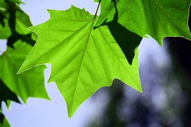 Similar image 236926