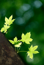 Similar image 236945