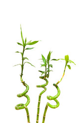 Similar image 237355