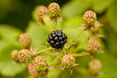 Similar image 237376