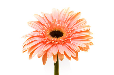 Similar image 237380