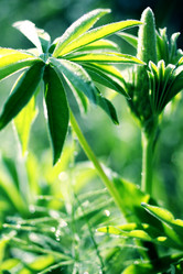 Similar image 237546