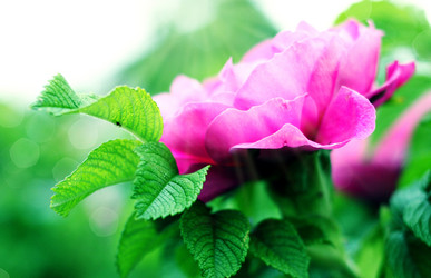 Similar image 237643