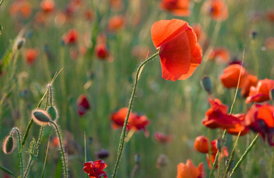 Similar image 237829