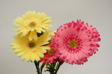 Similar image 237891