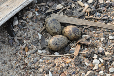 Similar image 237926