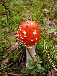 Similar image 238121