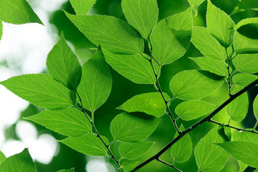 Similar image 238203