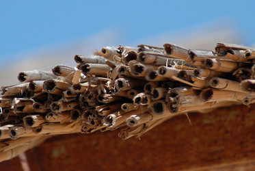 Similar image 238271