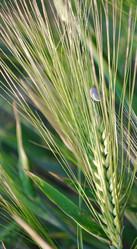 Similar image 238272