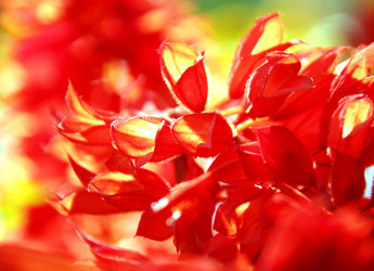 Similar image 238294