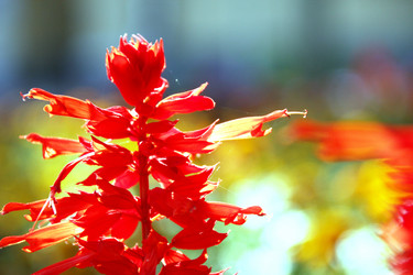 Similar image 238295