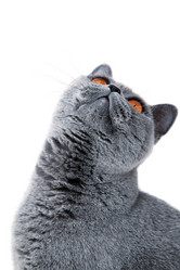 Similar image 238347