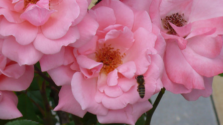 Similar image 238464